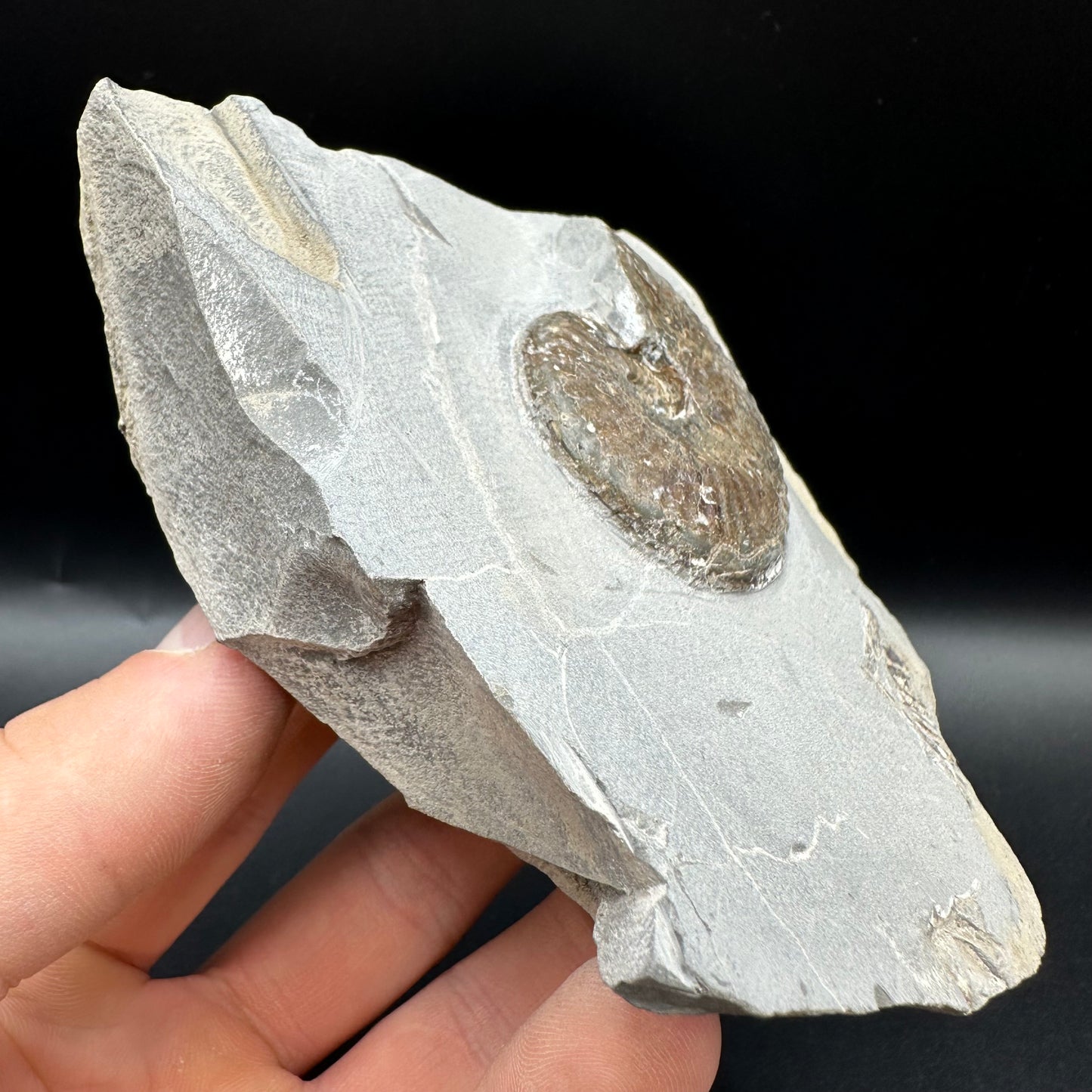 Pseudolioceras lythense Ammonite fossil with box and stand - Whitby, North Yorkshire, Yorkshire Fossils on the Jurassic Coast