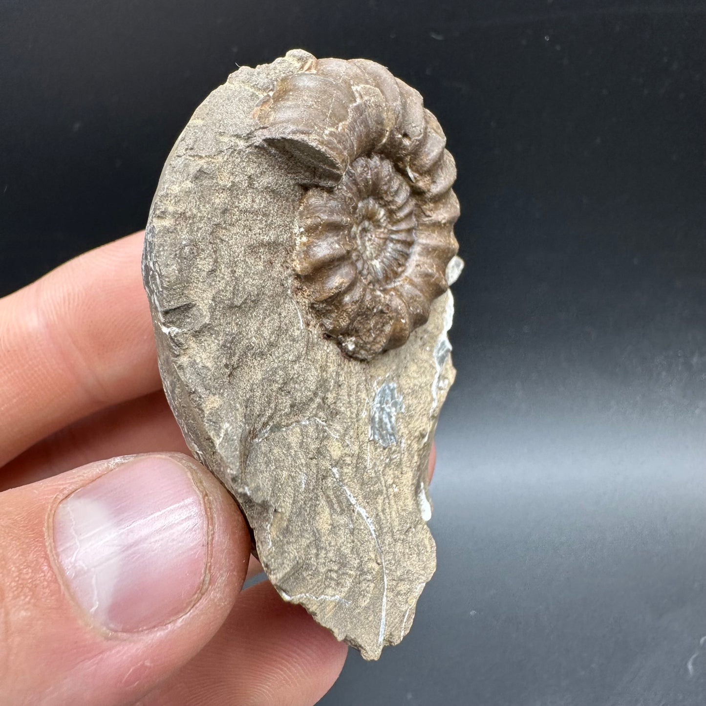 Androgynoceras capricornus Ammonite Fossil With Box And Stand - Whitby, North Yorkshire Jurassic Coast Yorkshire Fossils