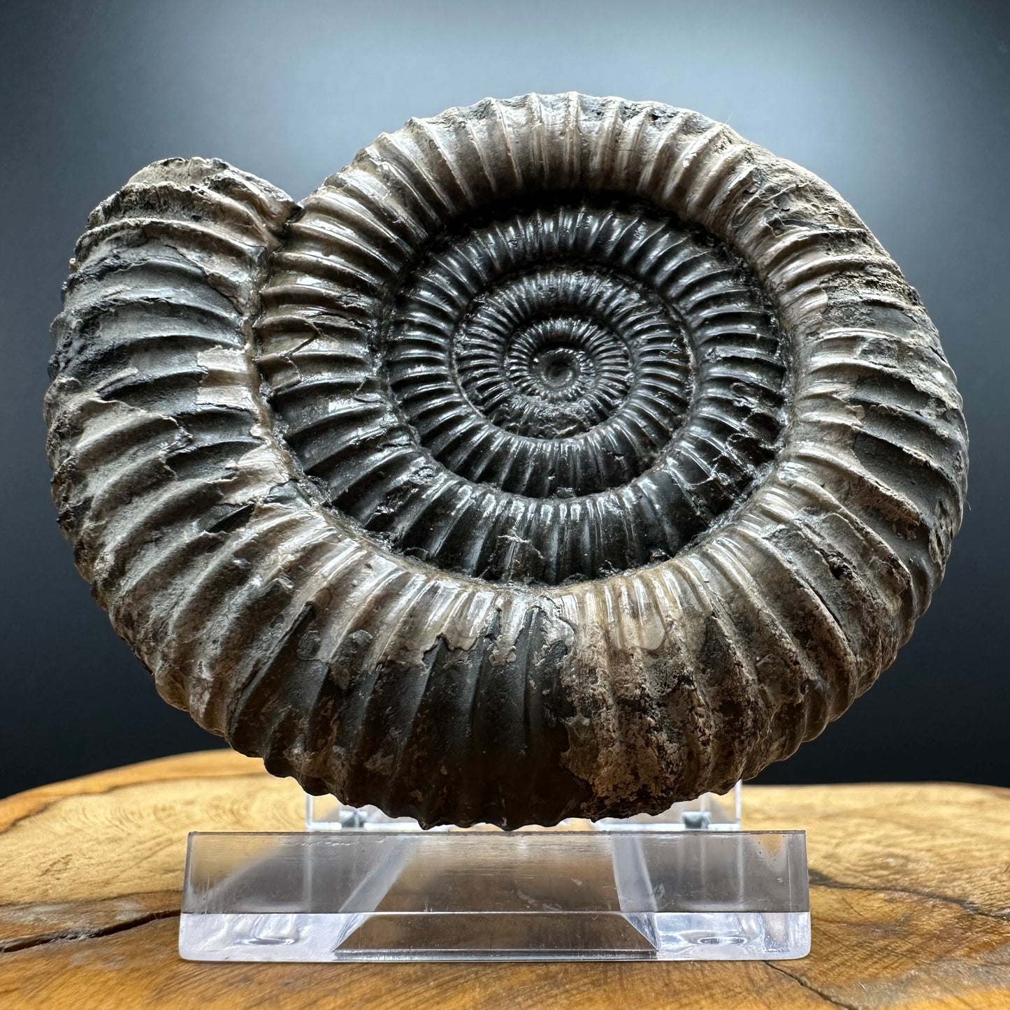 Dactylioceras Ammonite Fossil With box and Stand - Whitby, North Yorkshire Jurassic Coast Yorkshire Fossils