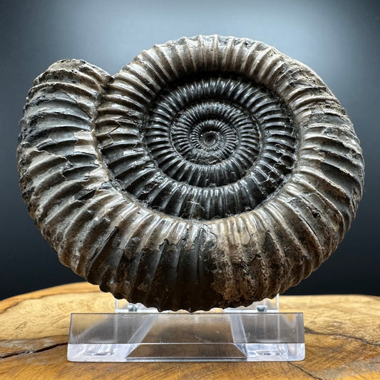 Dactylioceras Ammonite Fossil With box and Stand - Whitby, North Yorkshire Jurassic Coast Yorkshire Fossils
