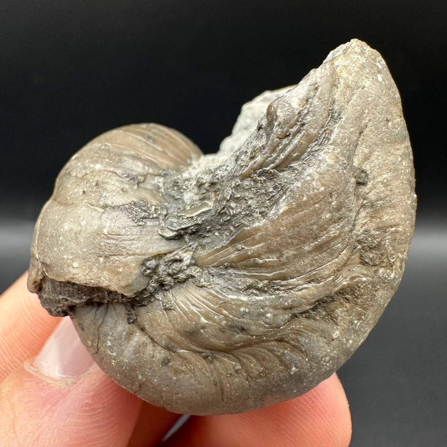 Gryphaea shell fossil with box and stand - Whitby, North Yorkshire, Jurassic Coast, Yorkshire Fossils found on the Jurassic Coast