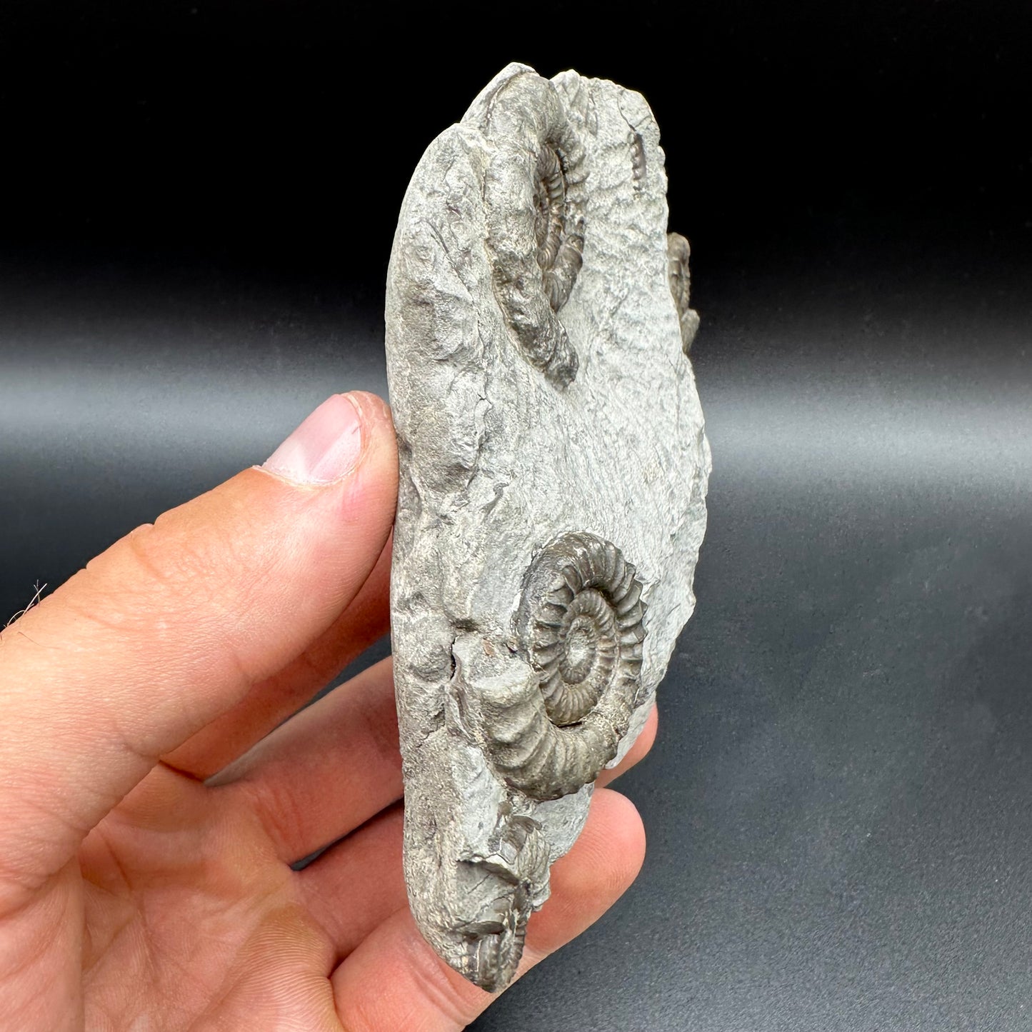 Arnioceras ammonite shell fossil with box and stand - Whitby, North Yorkshire Jurassic Coast Yorkshire Fossils