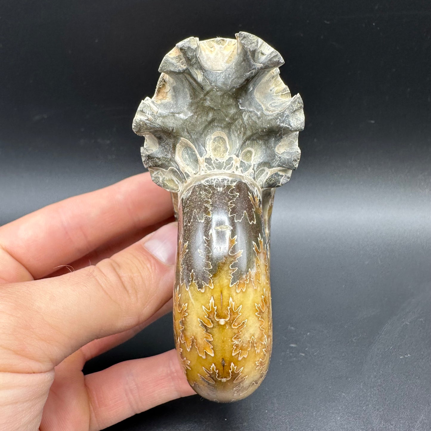 Puzosia Ammonite Fossil With Box And Stand - Cretaceous Ammonite Madagascar