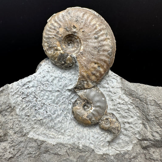 Eleganticeras Elegantulum ammonite fossil with stand - Whitby, North Yorkshire Jurassic Coast, Yorkshire Fossils