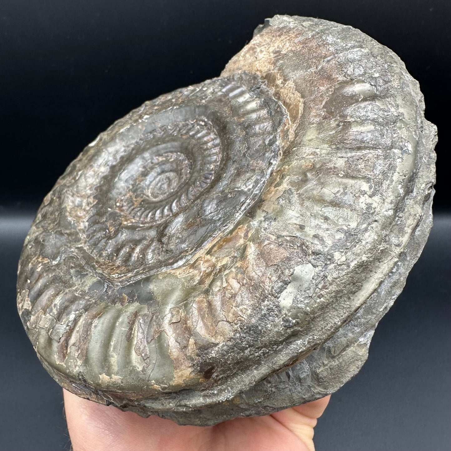 Hildoceras lusitanicum Ammonite fossil - Whitby, North Yorkshire, Jurassic Coast, Yorkshire Fossils from the Jurassic Coast