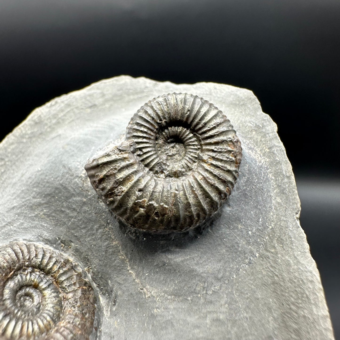 Dactylioceras Ammonite Fossil With Box And Stand - Whitby, North Yorkshire Jurassic Coast Yorkshire Fossils