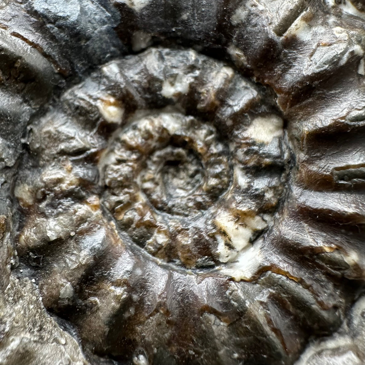 Androgynoceras maculatum ammonite fossil with box and stand - Whitby, North Yorkshire Jurassic Coast Yorkshire Fossils