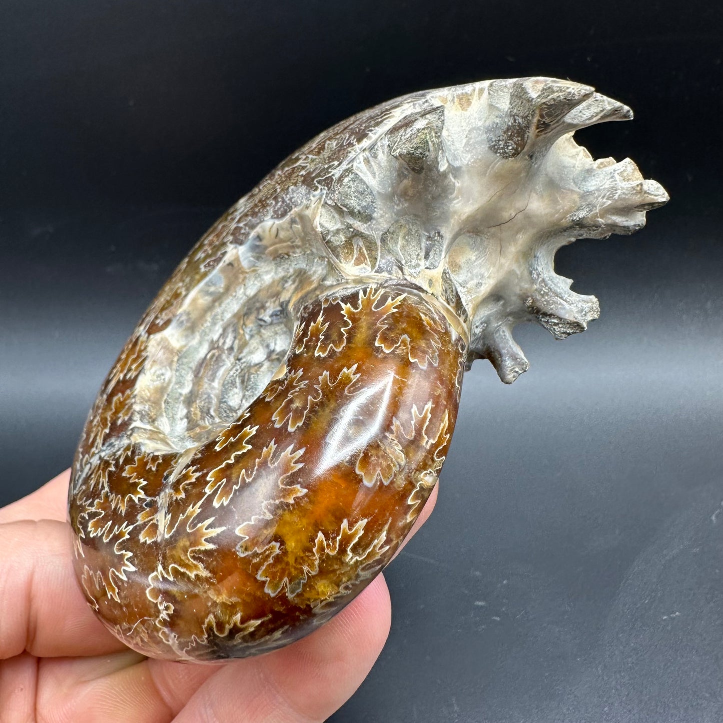 Puzosia Ammonite Fossil With Box And Stand - Cretaceous Ammonite Madagascar
