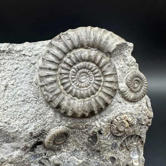 Arnioceras ammonite shell fossil with stand - Whitby, North Yorkshire Jurassic Coast Yorkshire Fossils