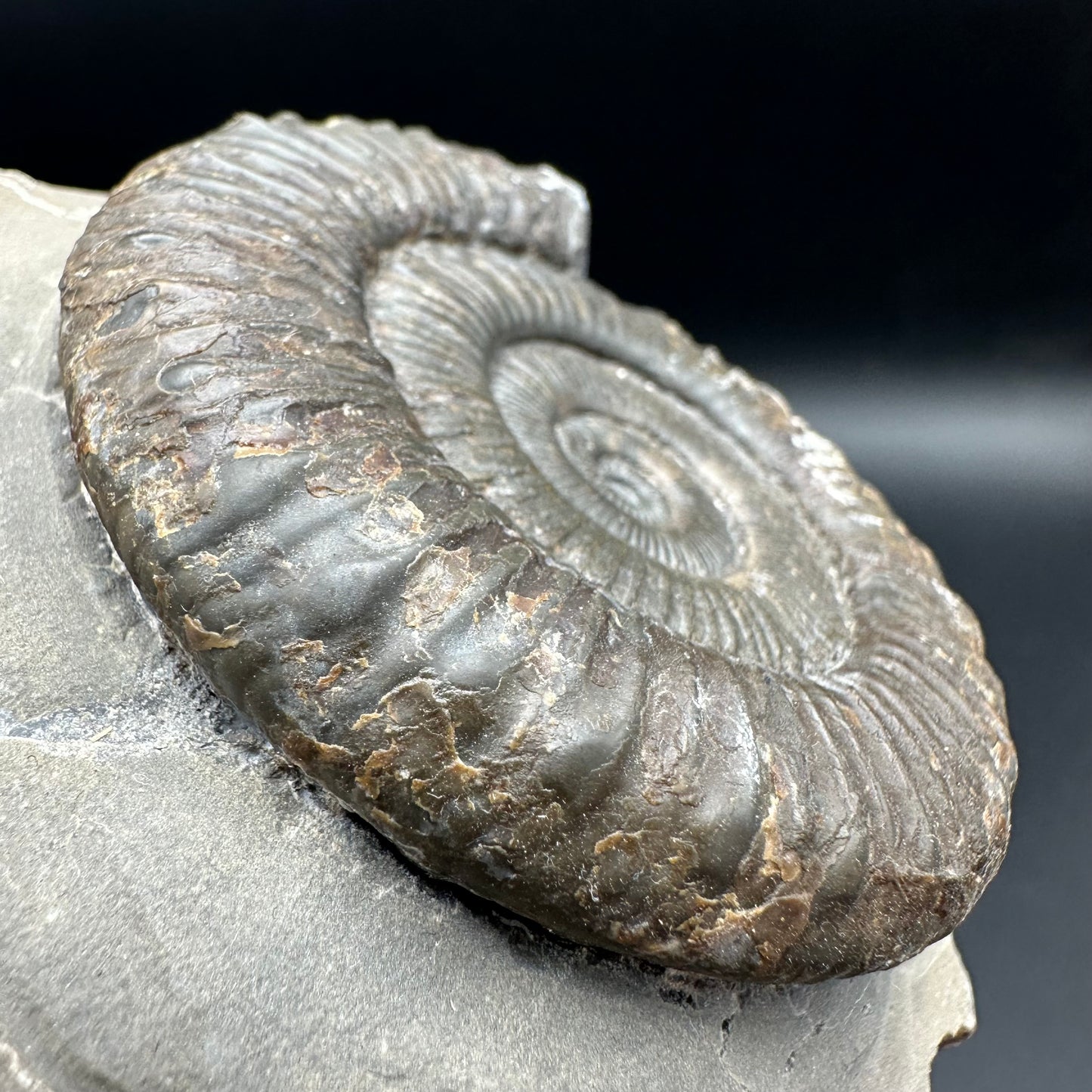 Peronoceras turriculatum ammonite fossil with box and stand - Whitby, North Yorkshire Jurassic Coast, Yorkshire fossils