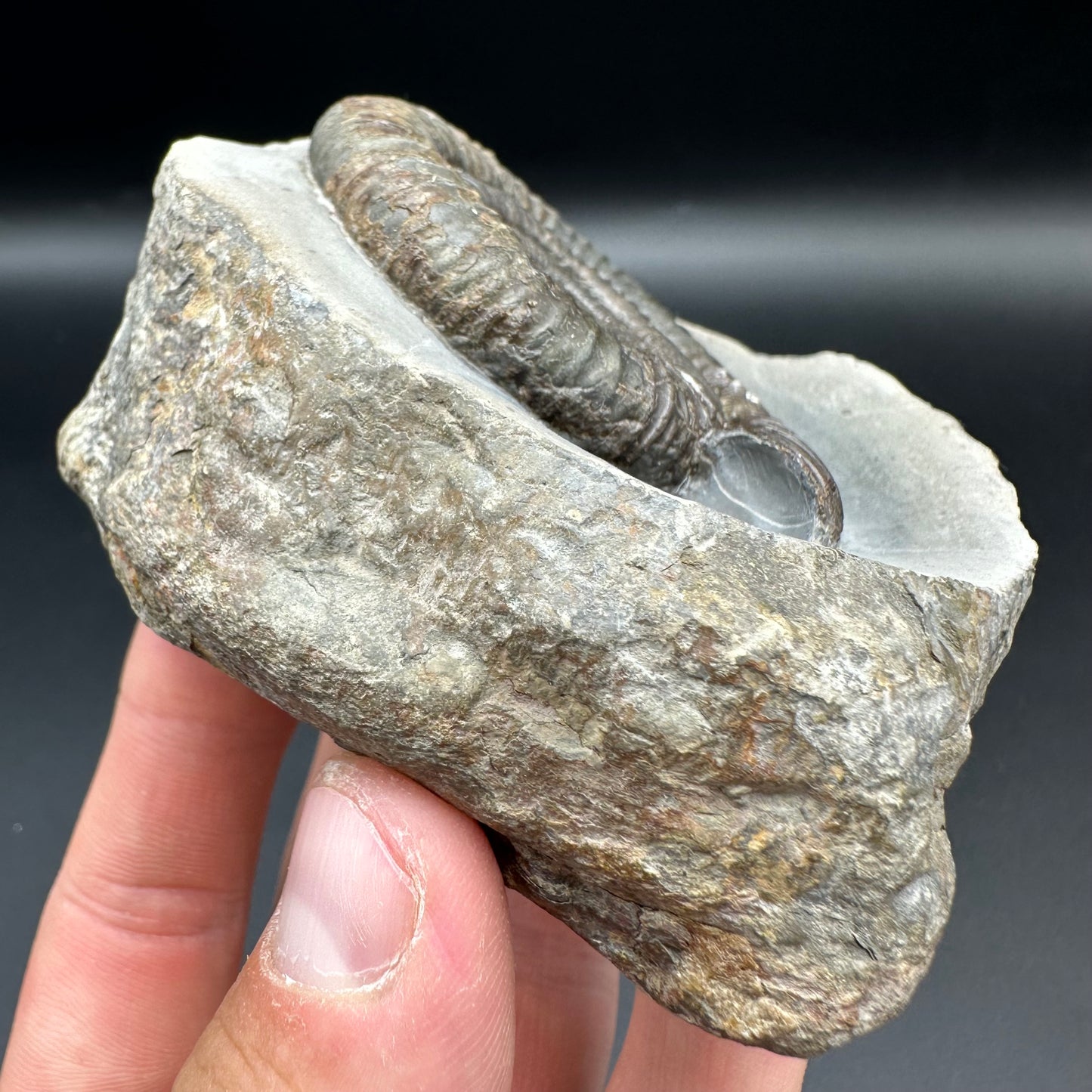 Dactylioceras Ammonite Fossil With Box And Stand - Whitby, North Yorkshire Jurassic Coast Yorkshire Fossils