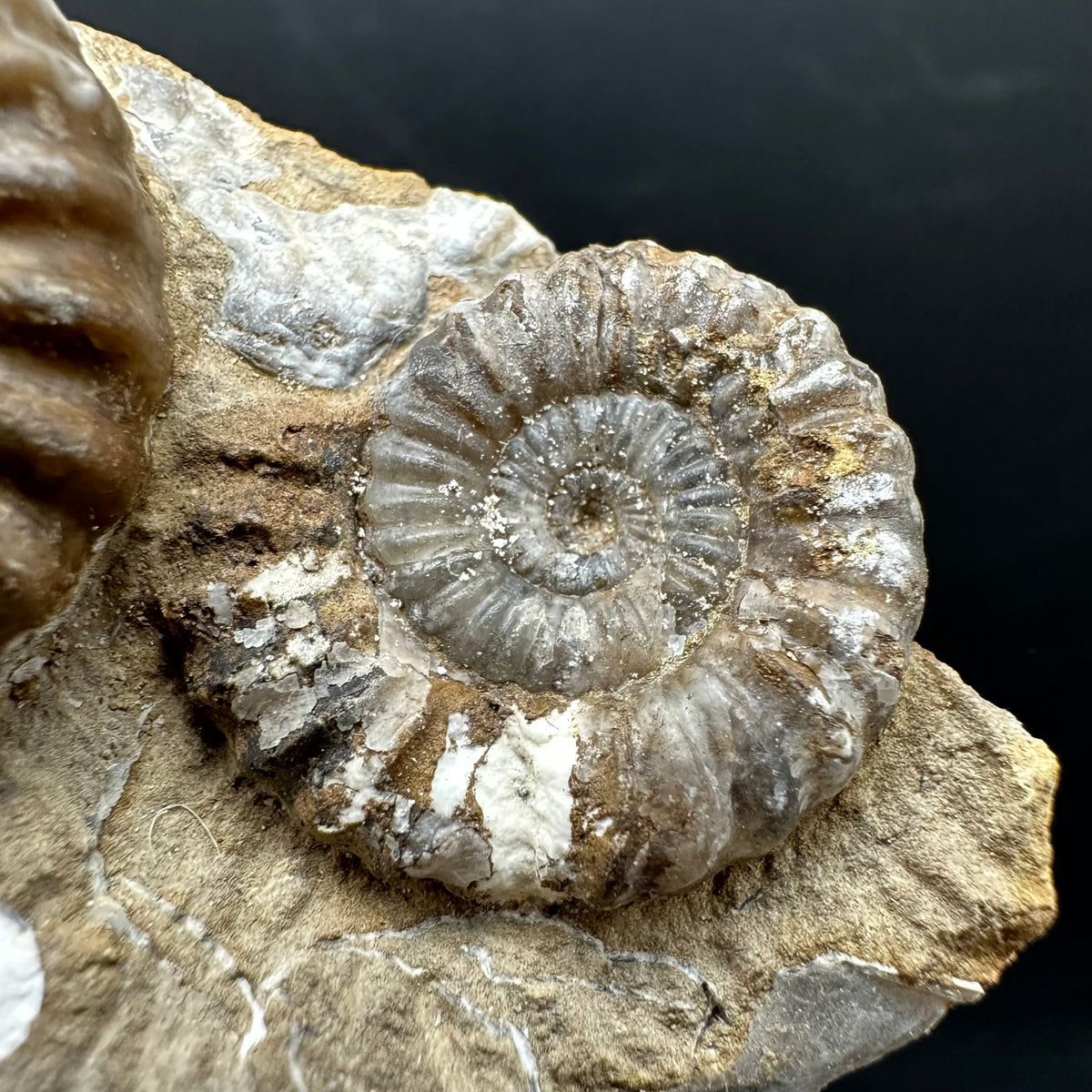 Androgynoceras capricornus Ammonite Fossil With Stand - Whitby, North Yorkshire Jurassic Coast Yorkshire Fossils