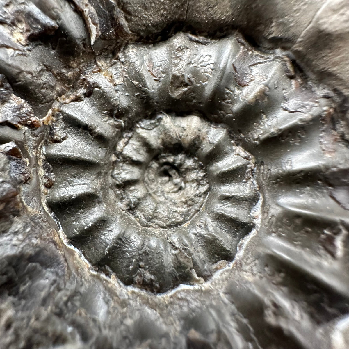 Androgynoceras maculatum ammonite fossil with box and stand - Whitby, North Yorkshire Jurassic Coast Yorkshire Fossils
