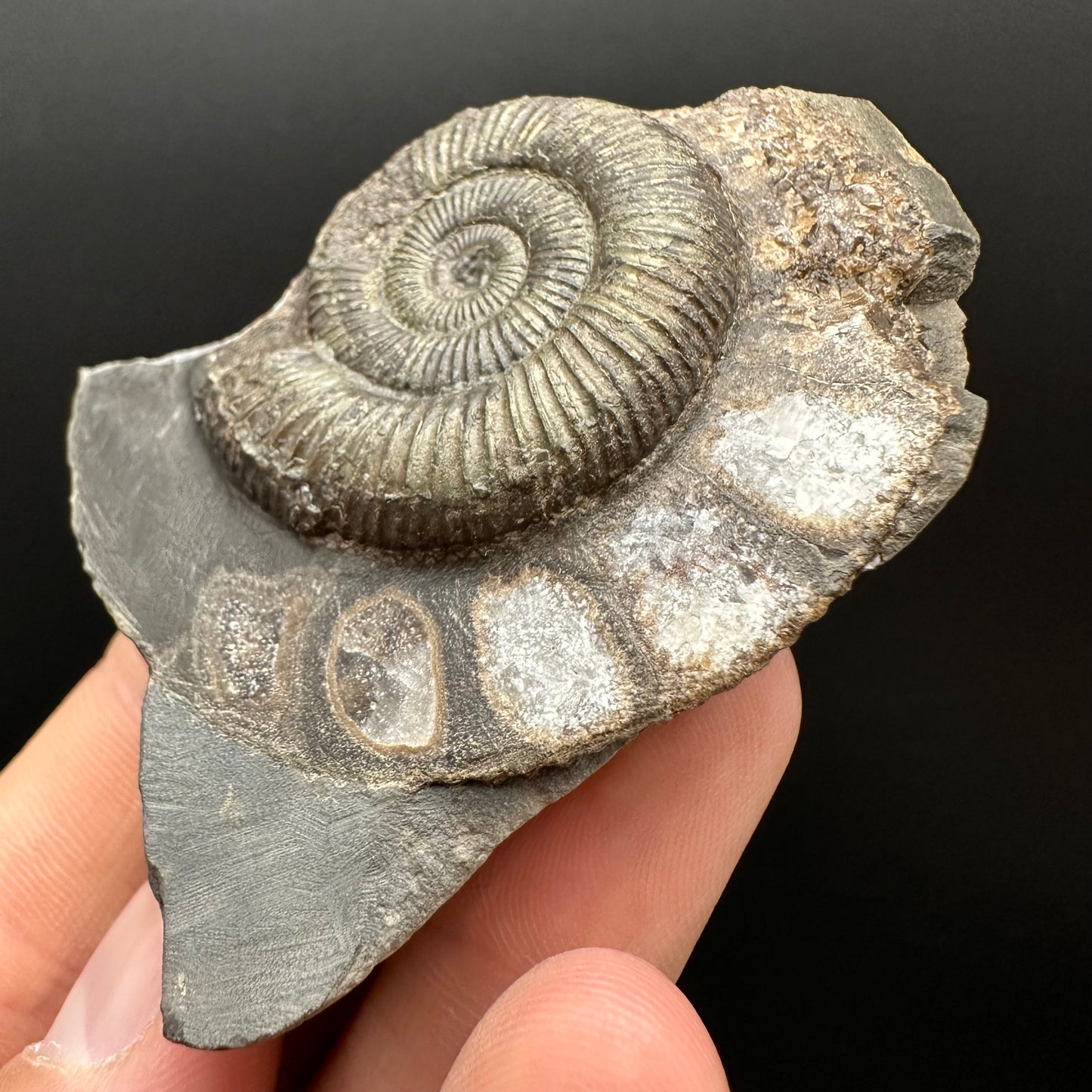Dactylioceras Ammonite Fossil Gift Set - Whitby, North Yorkshire Jurassic Coast Yorkshire Fossils