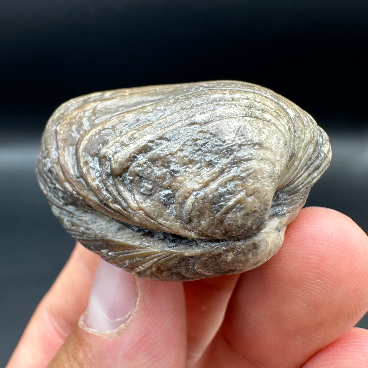 Shell fossil with tin and stand - Whitby, North Yorkshire, Jurassic Coast, Yorkshire Fossils