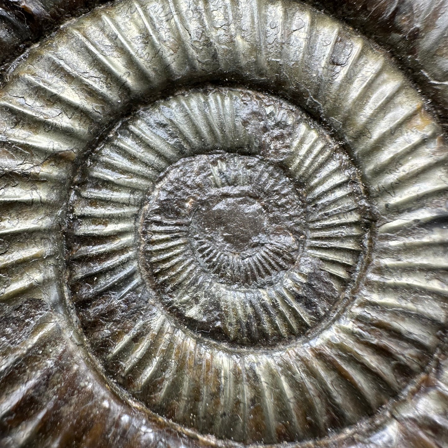 Dactylioceras Ammonite Fossil With Box And Stand - Whitby, North Yorkshire Jurassic Coast Yorkshire Fossils