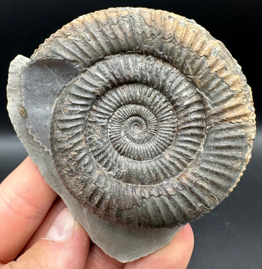 Dactylioceras Ammonite Fossil With Box And Stand - Whitby, North Yorkshire Jurassic Coast Yorkshire Fossils