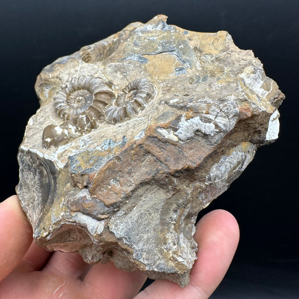 Androgynoceras capricornus Ammonite Fossil With Stand - Whitby, North Yorkshire Jurassic Coast Yorkshire Fossils