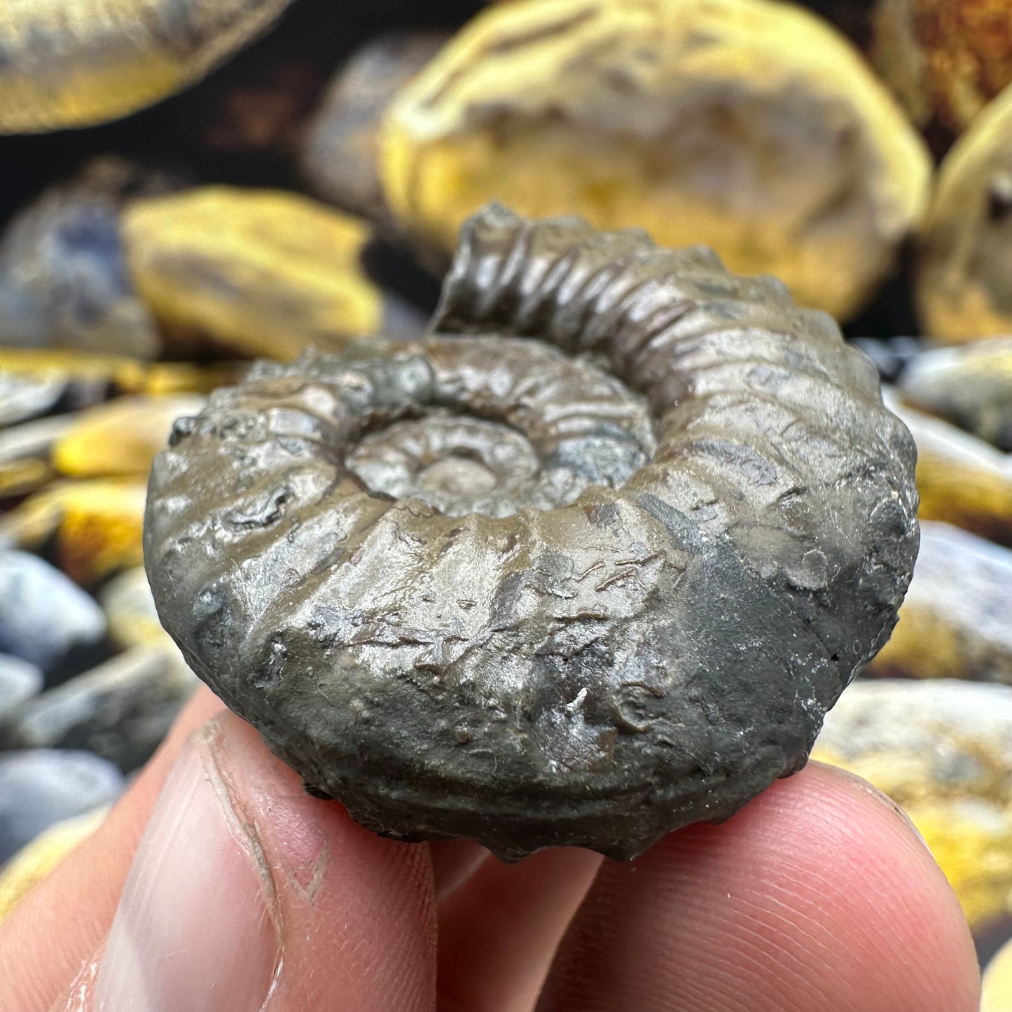 Agassiceras sp. ammonite fossil - Whitby, North Yorkshire