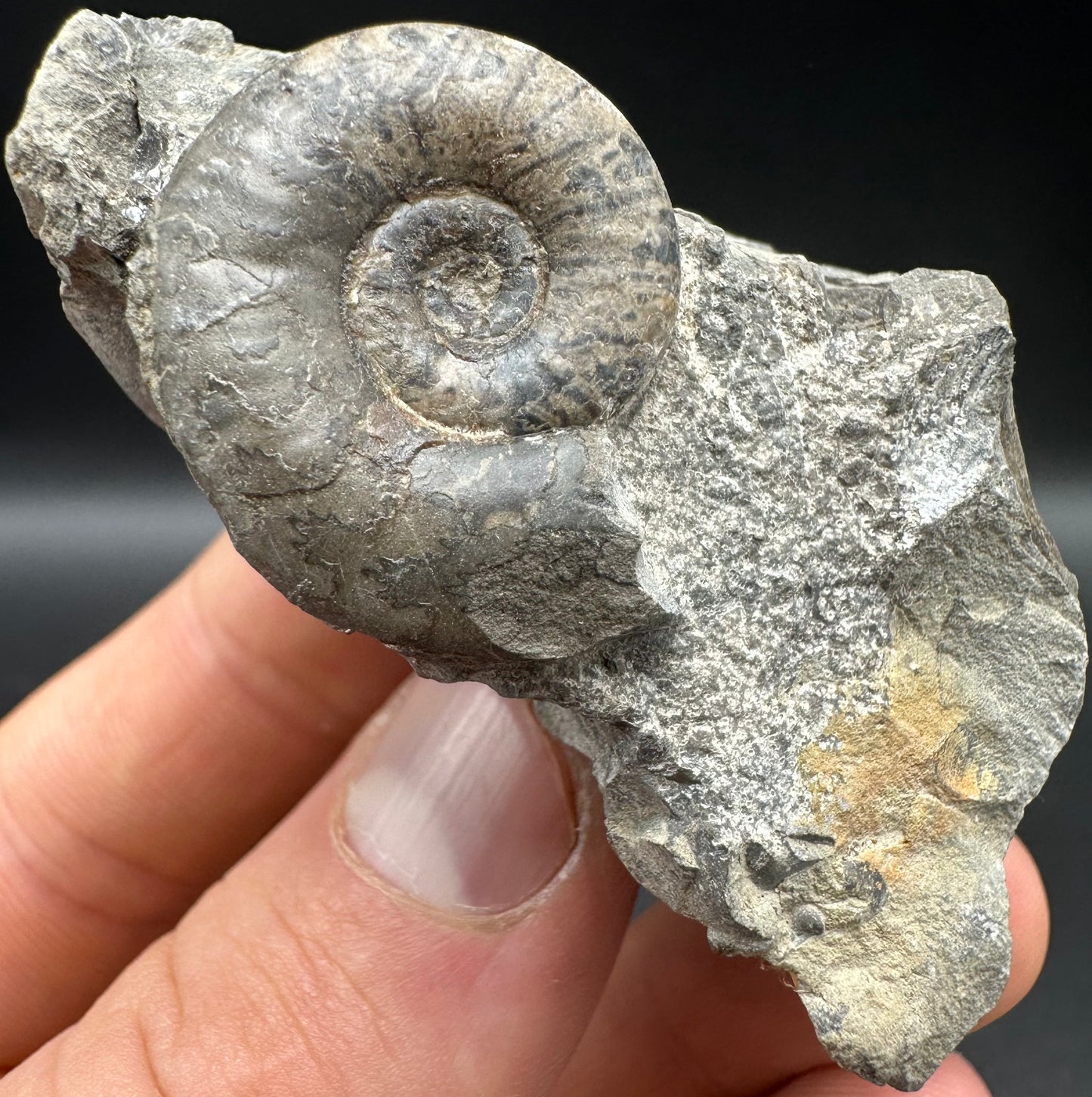 Grammoceras thoaurense Ammonite shell fossil with box and stand - Whitby, North Yorkshire, Yorkshire Fossils from the Jurassic Coast