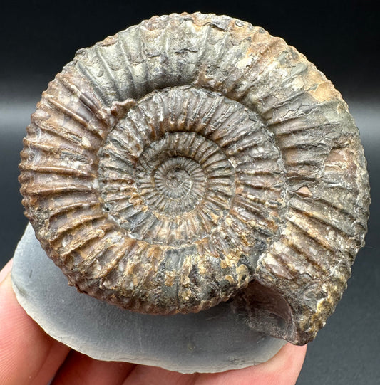 Catacoeloceras Sp. ammonite fossil with box and stand- Whitby, North Yorkshire Jurassic Coast Yorkshire Fossils