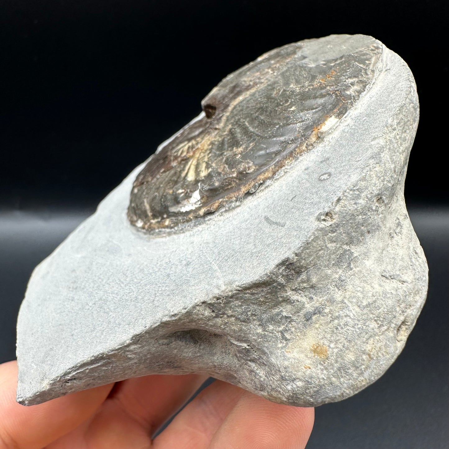 Pseudolioceras lythense Ammonite fossil with box and stand - Whitby, North Yorkshire, Yorkshire Fossils on the Jurassic Coast