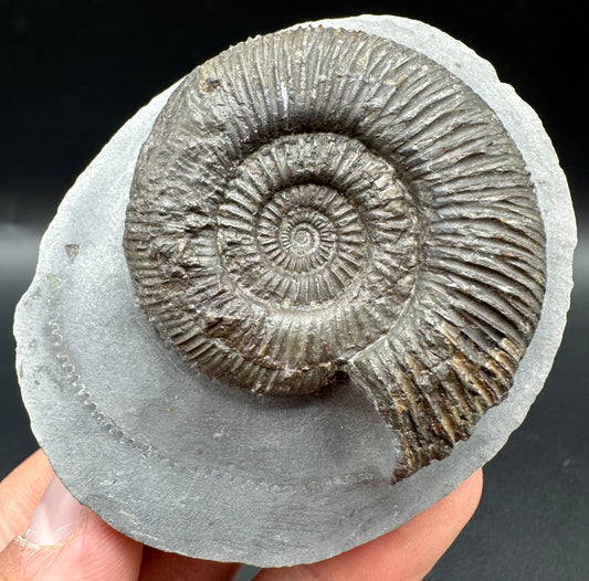Dactylioceras semicelatum Ammonite fossil with box and stand - Whitby, North Yorkshire Jurassic Coast Yorkshire Fossils