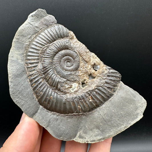 Dactylioceras Ammonite nodule (split pair) Fossil With Stand - Whitby, North Yorkshire Jurassic Coast Yorkshire Fossils
