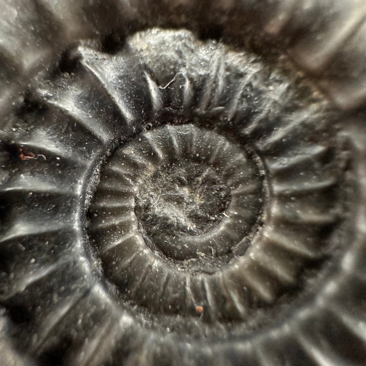 Arnioceras ammonite shell fossil with box and stand - Whitby, North Yorkshire Jurassic Coast Yorkshire Fossils