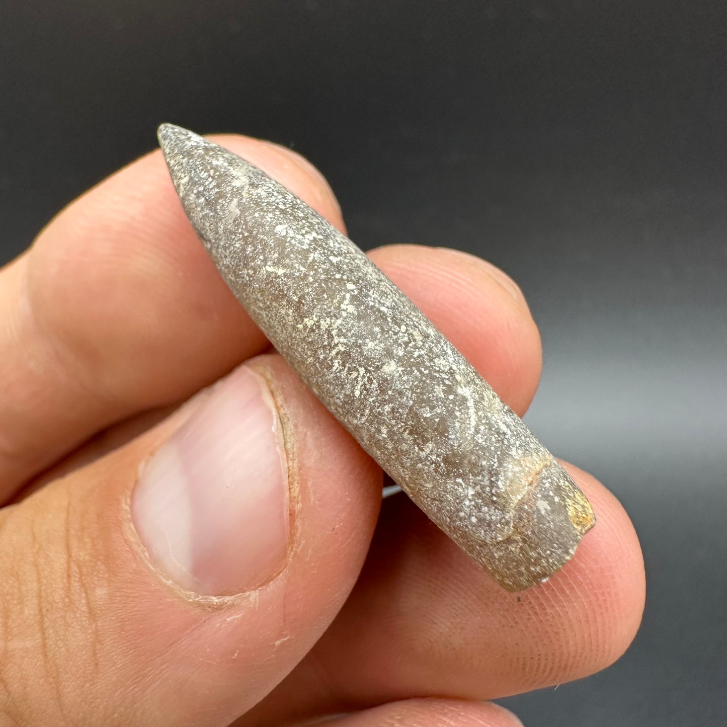 Belemnite (Fossil Squid) shell fossil - Whitby, North Yorkshire Jurassic Coast Yorkshire Fossils