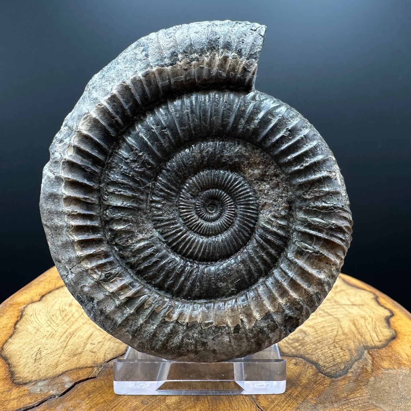 Dactylioceras Ammonite Fossil With box and Stand - Whitby, North Yorkshire Jurassic Coast Yorkshire Fossils