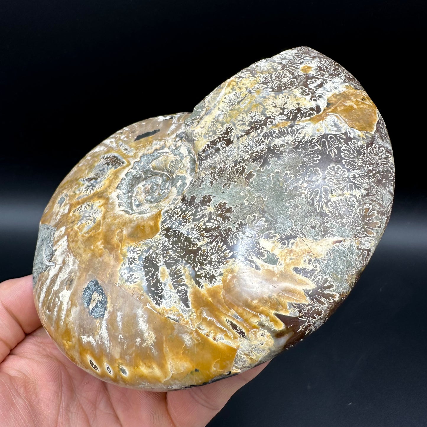 Cleoniceras Ammonite Fossil With Stand - Cretaceous Ammonite Madagascar