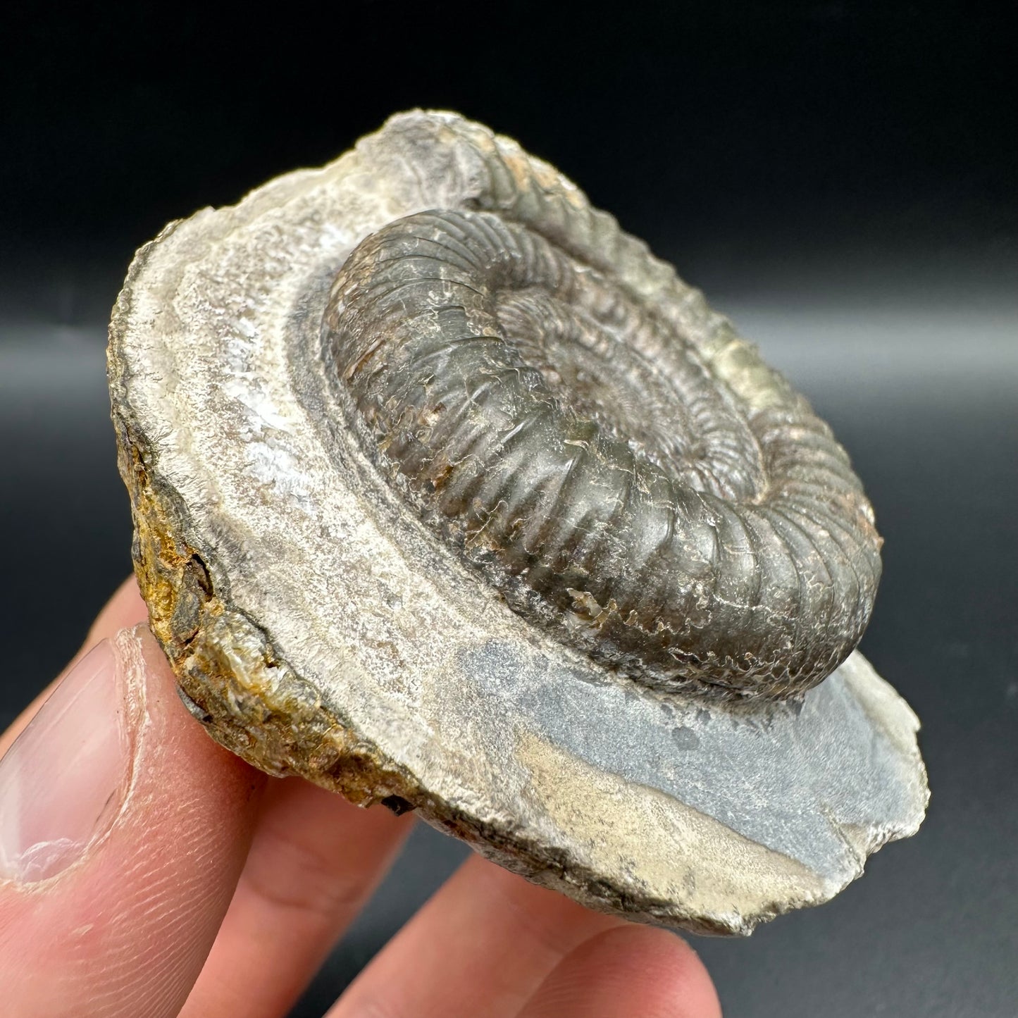 Dactylioceras Ammonite Fossil With Box And Stand - Whitby, North Yorkshire Jurassic Coast Yorkshire Fossils