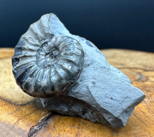 Aegasteroceras sagittarium ammonite fossil with box and stand - Whitby, North Yorkshire Jurassic Coast Yorkshire Fossils