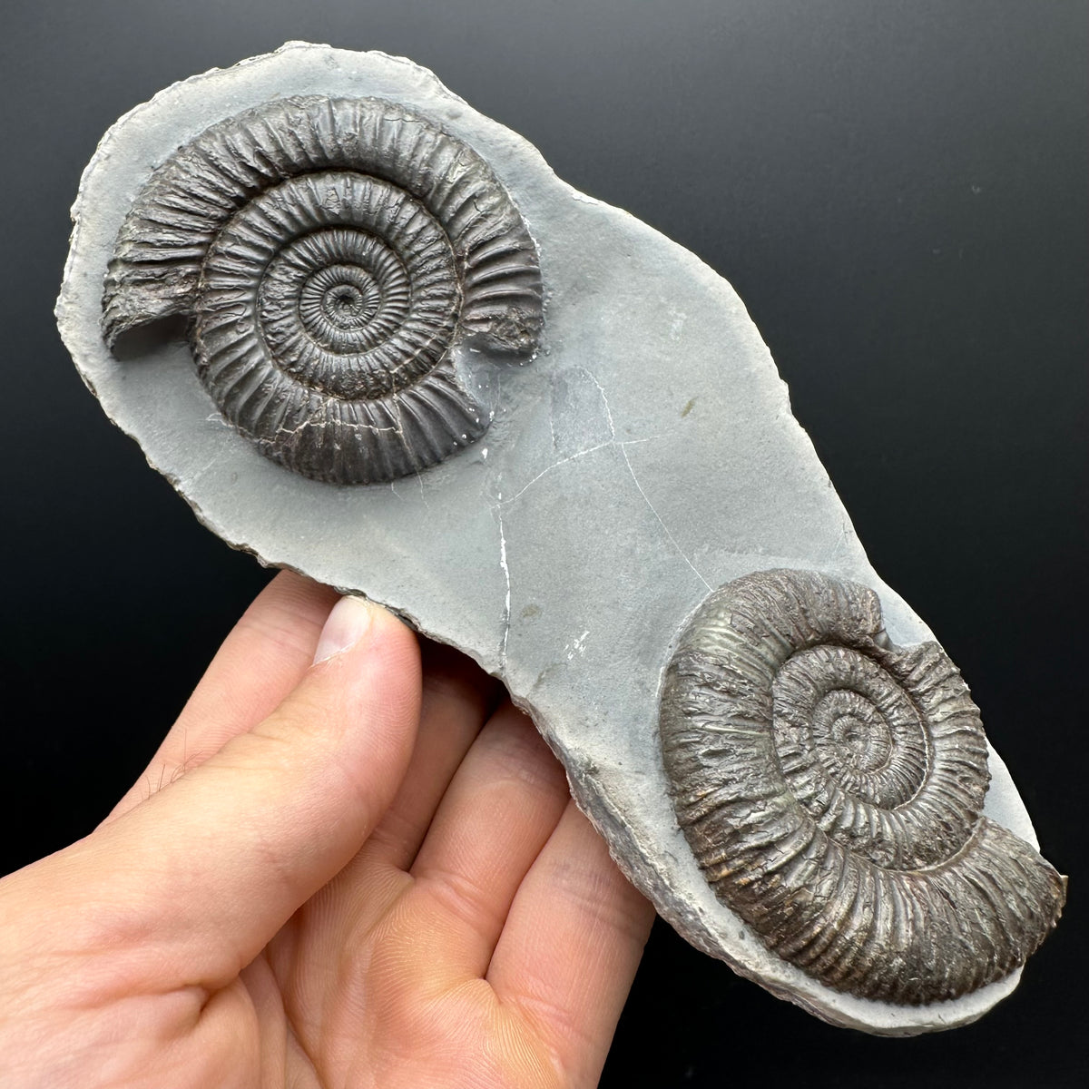 Dactylioceras Ammonite Fossil With Stand - Whitby, North Yorkshire Jurassic Coast Yorkshire Fossils