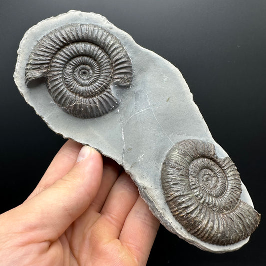 Dactylioceras Ammonite Fossil With Stand - Whitby, North Yorkshire Jurassic Coast Yorkshire Fossils