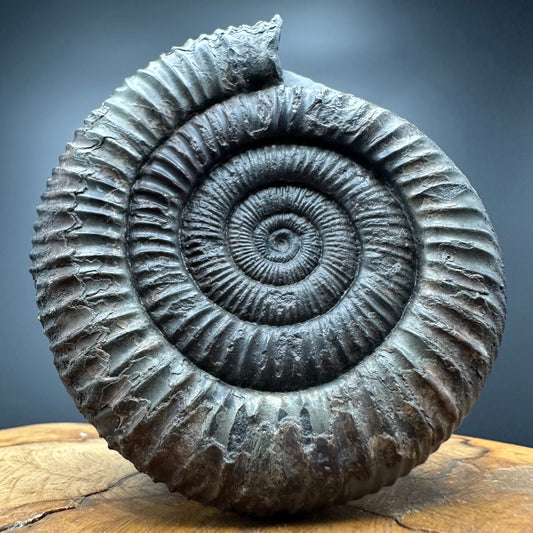 Dactylioceras Ammonite Fossil With box and Stand - Whitby, North Yorkshire Jurassic Coast Yorkshire Fossils