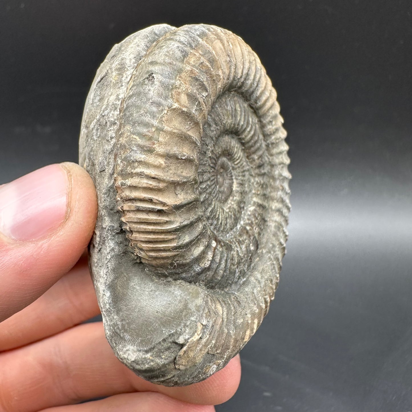 Dactylioceras Ammonite Fossil With box and Stand - Whitby, North Yorkshire Jurassic Coast Yorkshire Fossils