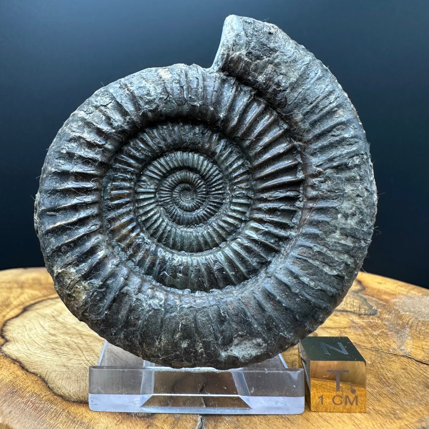 Dactylioceras Ammonite Fossil With box and Stand - Whitby, North Yorkshire Jurassic Coast Yorkshire Fossils