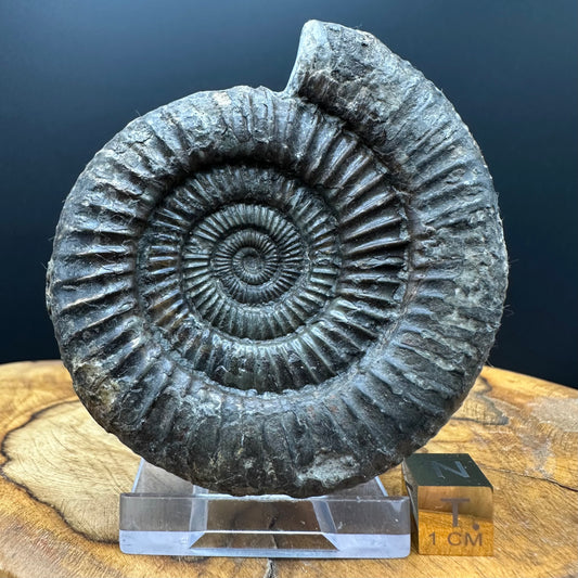 Dactylioceras Ammonite Fossil With box and Stand - Whitby, North Yorkshire Jurassic Coast Yorkshire Fossils