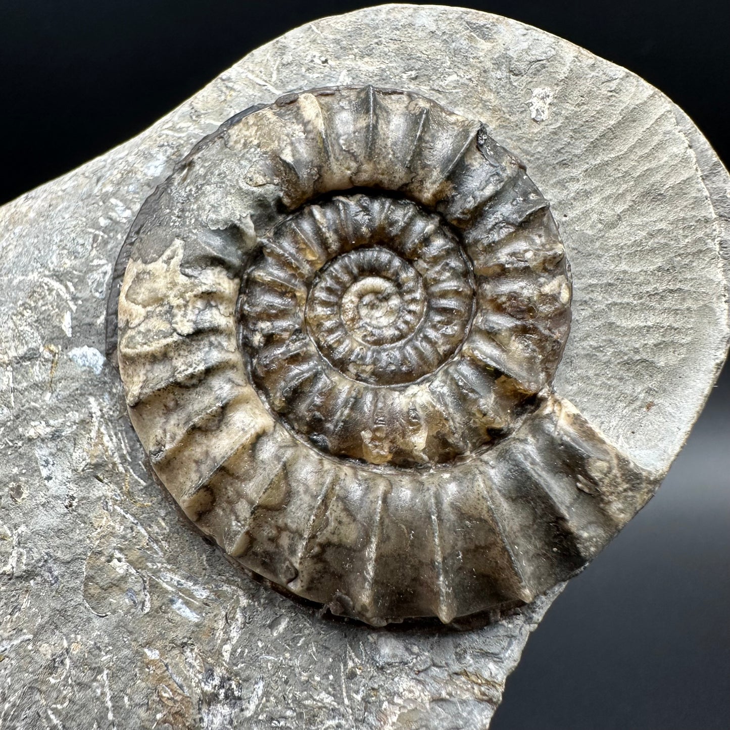 Arnioceras ammonite shell fossil with box and stand - Whitby, North Yorkshire Jurassic Coast Yorkshire Fossils