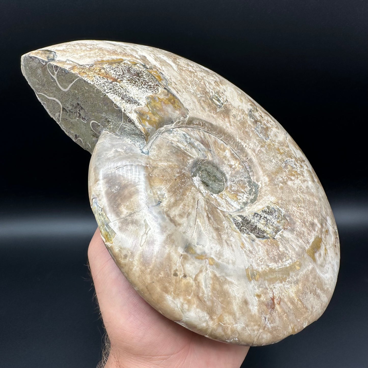 Cleoniceras Ammonite Fossil With Stand - Cretaceous Ammonite Madagascar