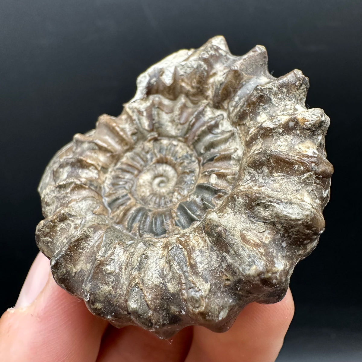 Oistoceras figulinum ammonite fossil with box and stand - Whitby, North Yorkshire Jurassic Coast Yorkshire Fossils
