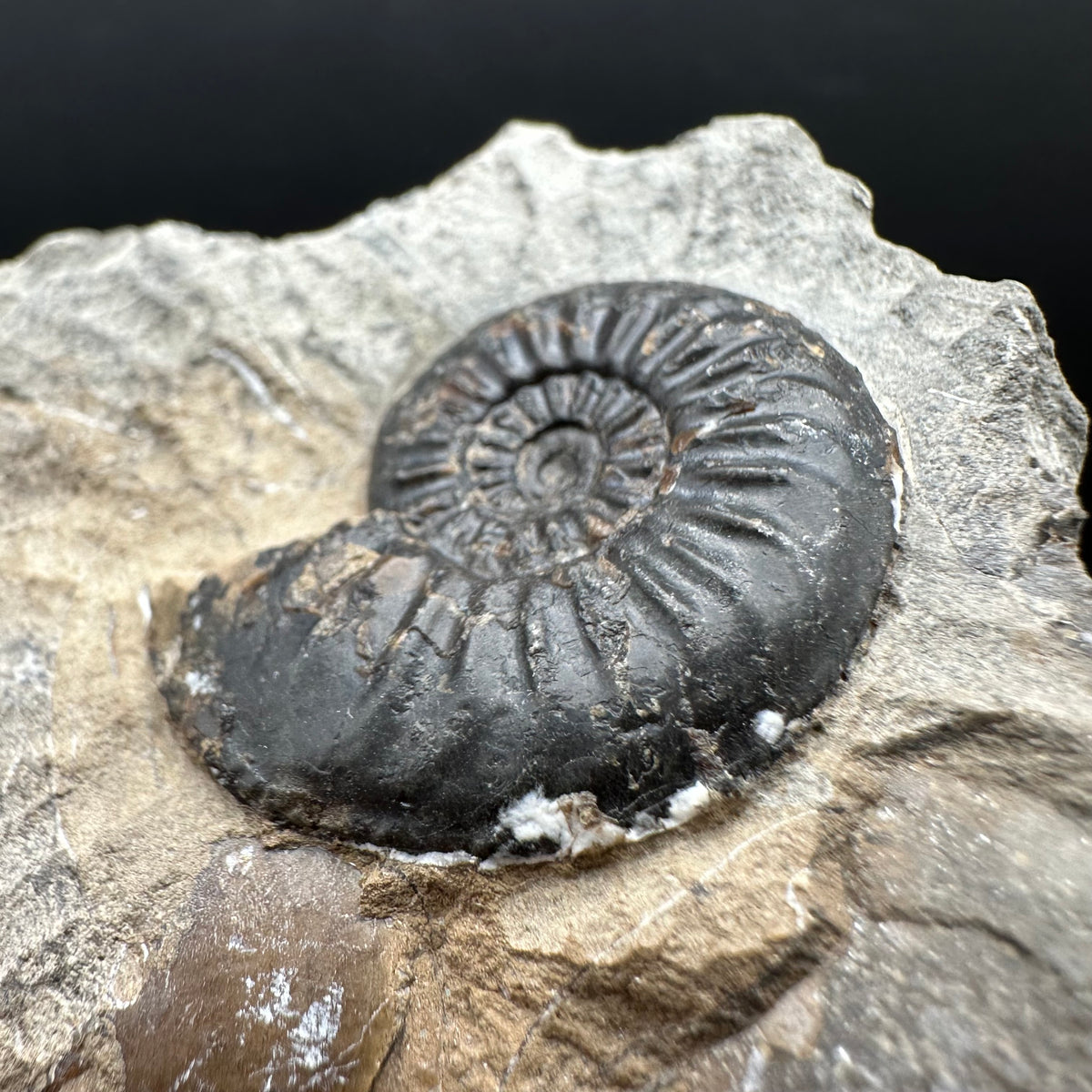 Amaltheus subnodosus Ammonite fossil with stand - Whitby, North Yorkshire Jurassic Coast Yorkshire Fossils