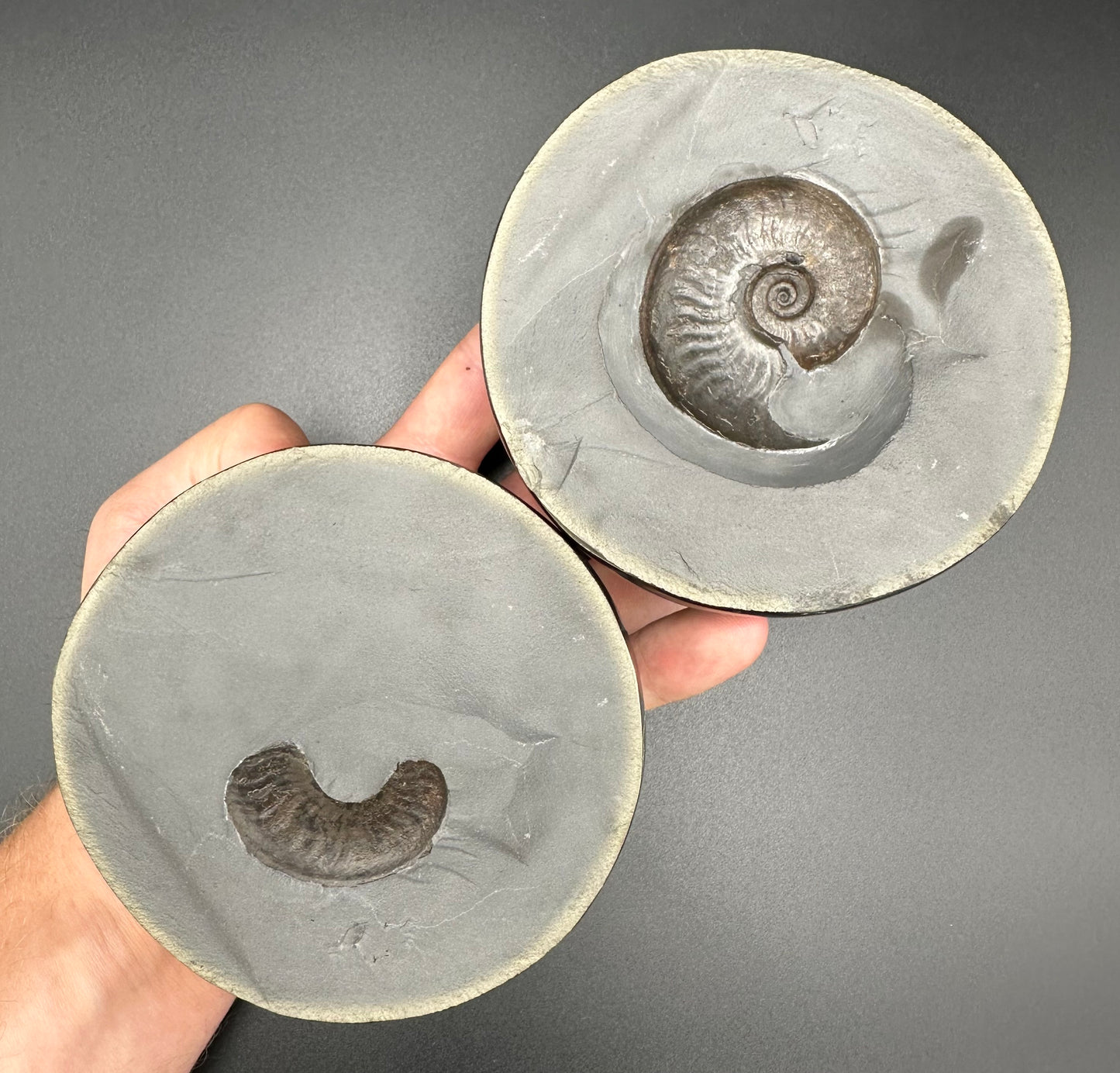 Golden Egg (GENUINE) Ammonite Fossil With Stand - Whitby, North Yorkshire Jurassic Coast Yorkshire Fossils