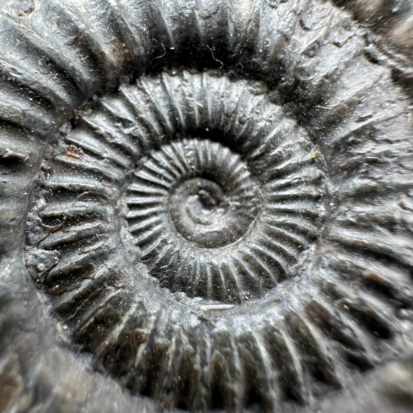 Dactylioceras Ammonite Fossil With Box And Stand - Whitby, North Yorkshire Jurassic Coast Yorkshire Fossils