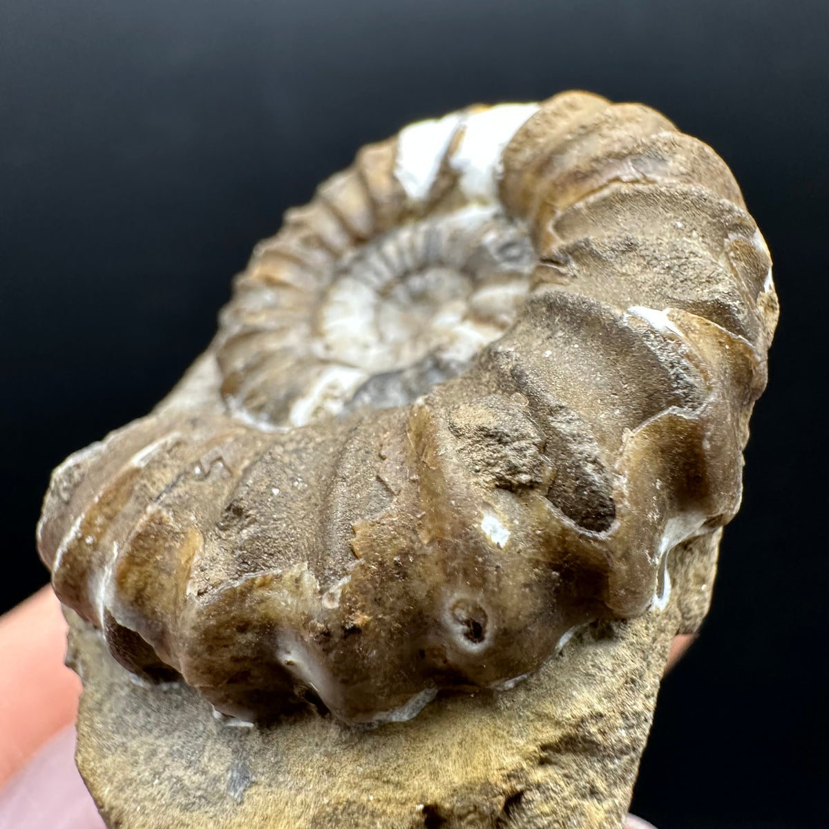 Androgynoceras capricornus Ammonite Fossil With Stand - Whitby, North Yorkshire Jurassic Coast Yorkshire Fossils