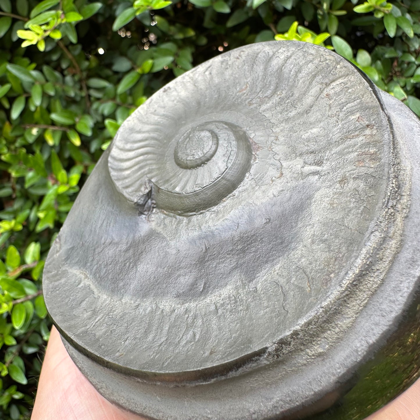 Golden Egg (GENUINE) Ammonite Fossil With Stand - Whitby, North Yorkshire Jurassic Coast Yorkshire Fossils