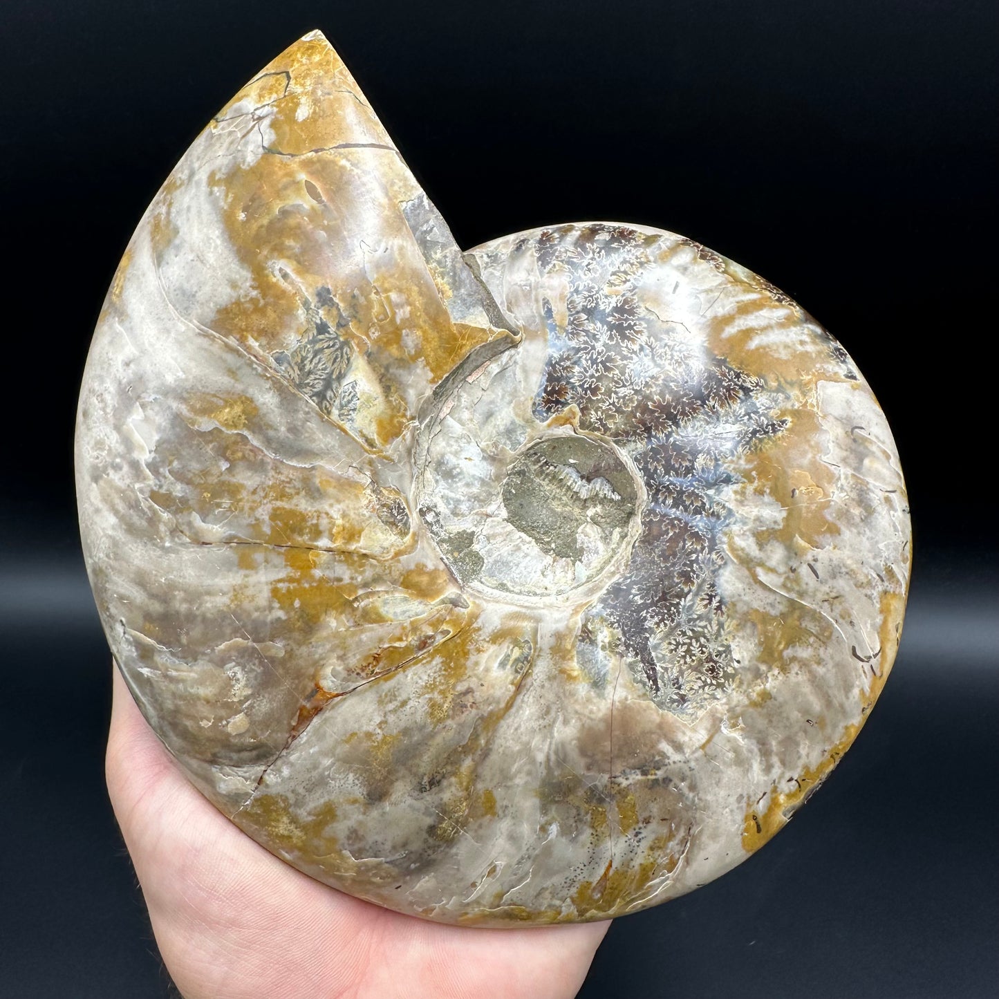 Cleoniceras Ammonite Fossil With Stand - Cretaceous Ammonite Madagascar