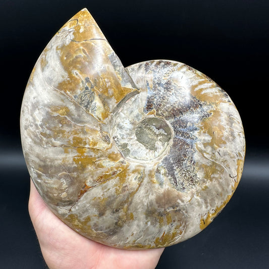 Cleoniceras Ammonite Fossil With Stand - Cretaceous Ammonite Madagascar